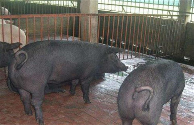 Breeding techniques of Xinhuai Pig