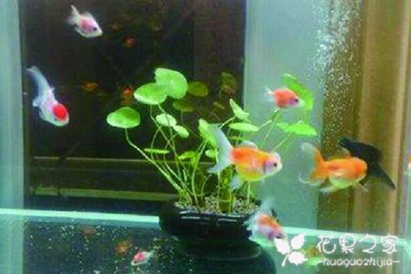 Can Tongqian grass be cultured in water? what kind of hydroponic flowers can raise fish?