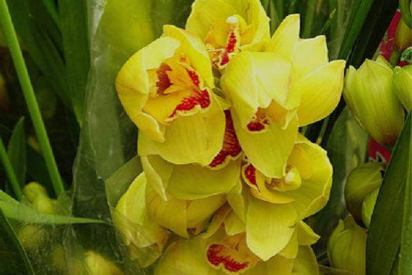 How to raise Cymbidium