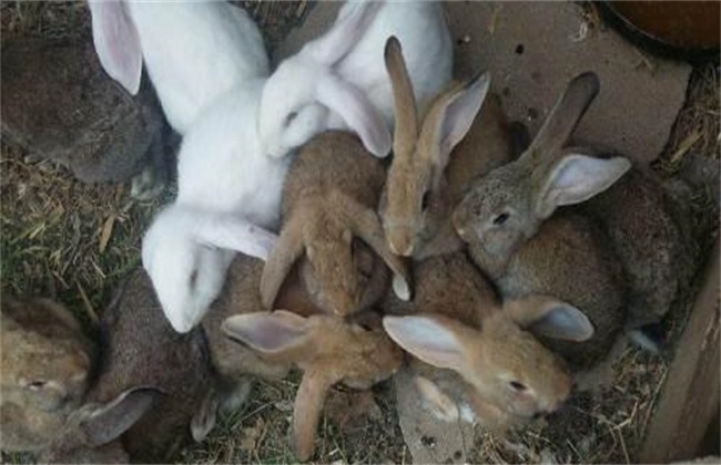 How to improve the survival rate of young rabbits