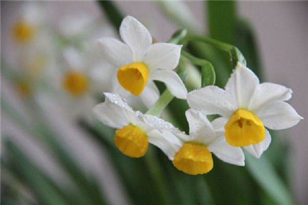 Several kinds of flowers suitable for New Year's Day to watch