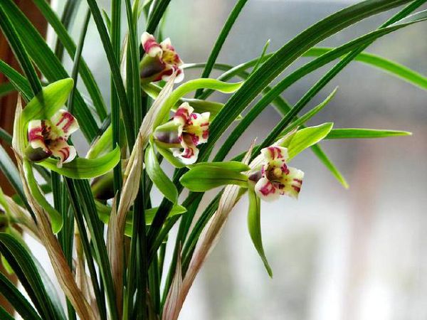 How to raise orchids? First of all, we should understand the growth habits of orchids.