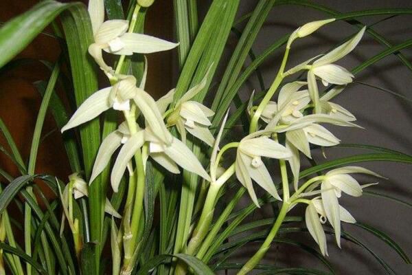 How to raise big snow orchids, master these can produce more flowers