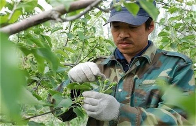 Technical points of Flower and Fruit thinning of Waxberry