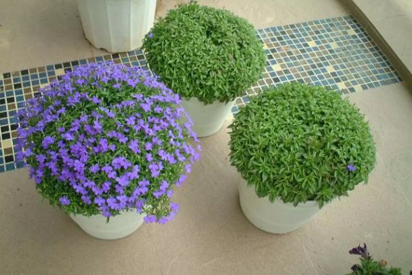 What are the potted plants that bloom all the year round and are easy to raise?