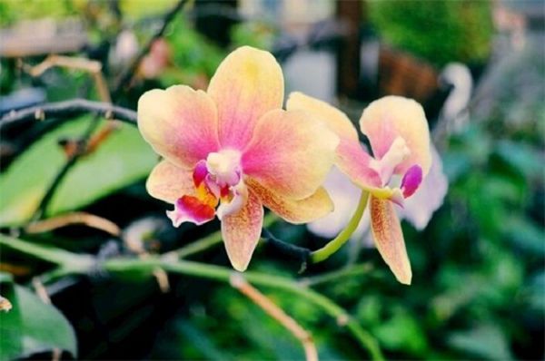 Three techniques to make orchids blossom more, and take stock of three little ways to blossom beautifully