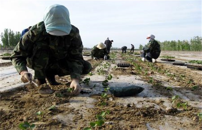 Transplanting time and method of cotton