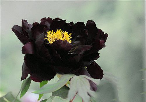 Those rare black flowers