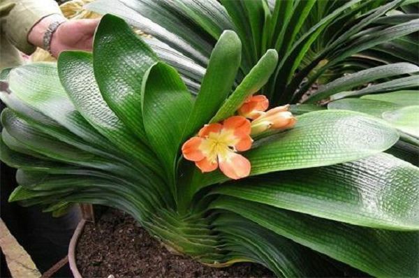 How can the leaves of Cymbidium be rich in luster?