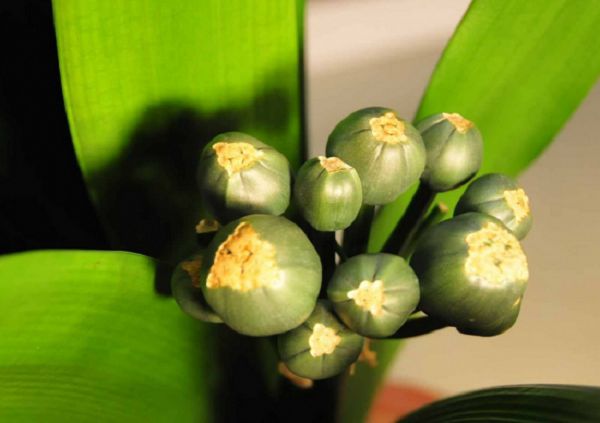 How to obtain excellent seeds of Cymbidium