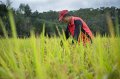 Hsinchu city government and peach farm change join hands with farmers to guard the health of rice.