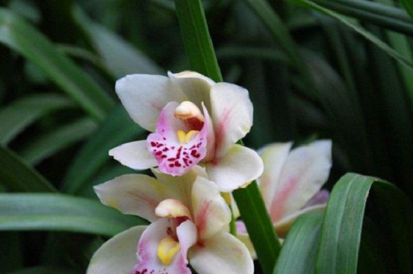 How long is the flowering period of orchids?