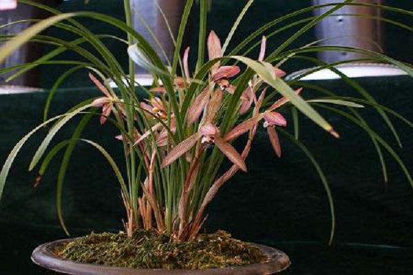 How to grow orchids with soil