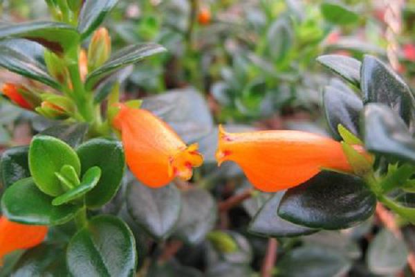 How long does the goldfish orchid bloom and blossom several times a year?