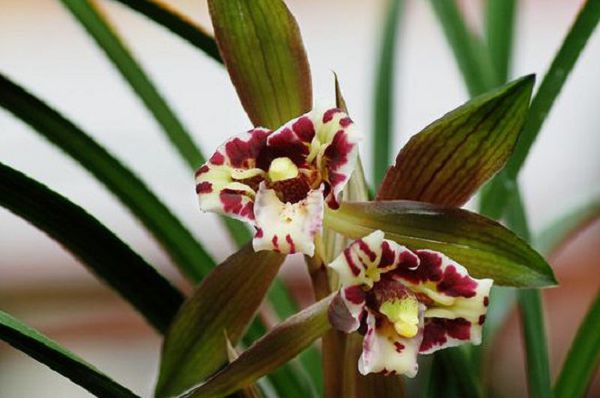 Tissue culture orchids can bloom in several years.