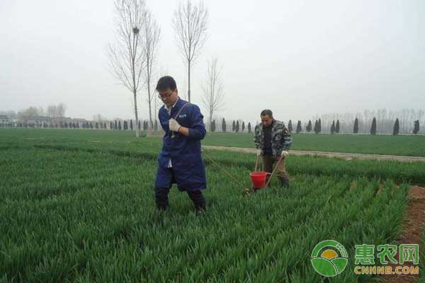 Wheat management technology: how to irrigate wheat frozen water?