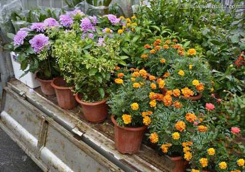 The maintenance and management of potted flowers in autumn should be three in time.