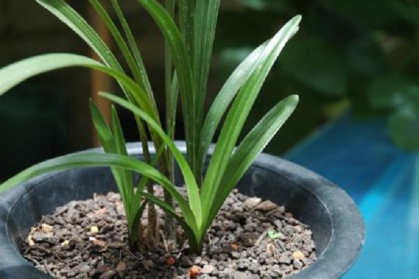 How to raise a small orchid and how to make it grow up quickly?