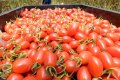 The story of the return of a young farmer from a science and technology factory director to a farm director