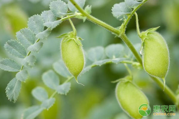 Detailed explanation of high-yield planting techniques of chickpea