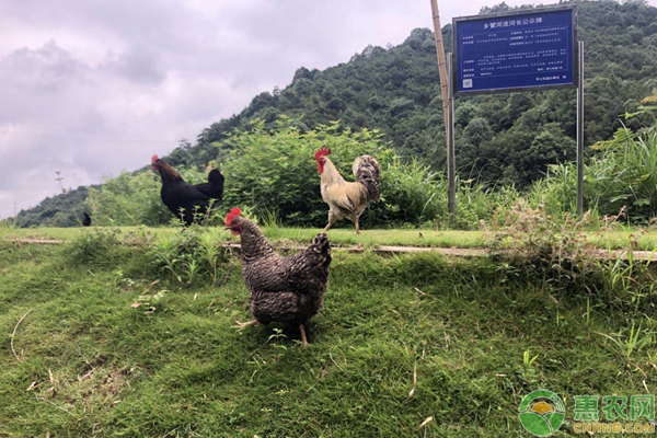 What should I do if the survival rate of native chicken seedlings is low? Key breeding management methods and techniques of native chicken brooding