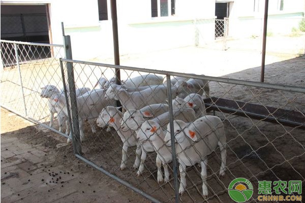 How should sheep toxemia be treated? Introduction to the prevention and treatment of sheep toxemia