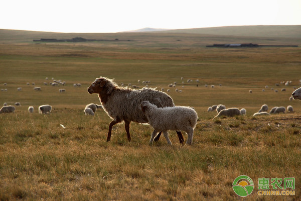 What are the symptoms of sheep pica? How to prevent sheep from eating indiscriminately?