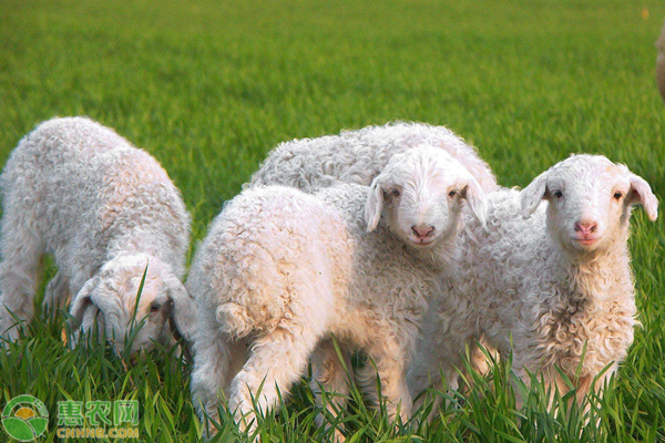 How is sheep pox treated? What are the symptoms of sheep pox?