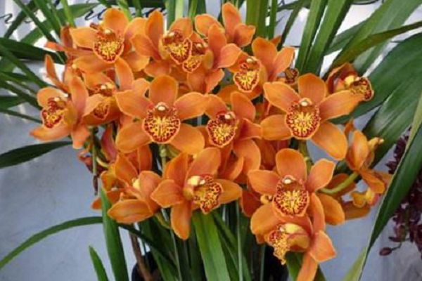 How to raise hybrid orchid, learn these five points of hybrid orchid bloom pot