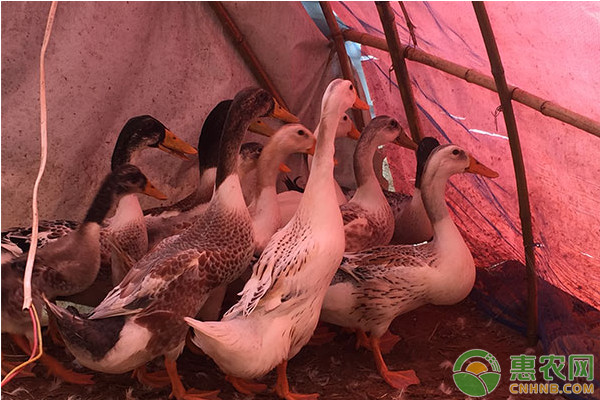 Construction methods and key points of duck farm for raising ducks