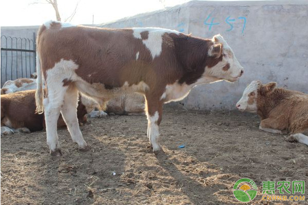 Symptoms and preventive measures of bovine pink eye disease