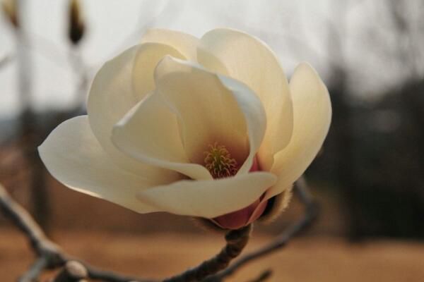 The efficacy of magnolia can disperse the wind and cold