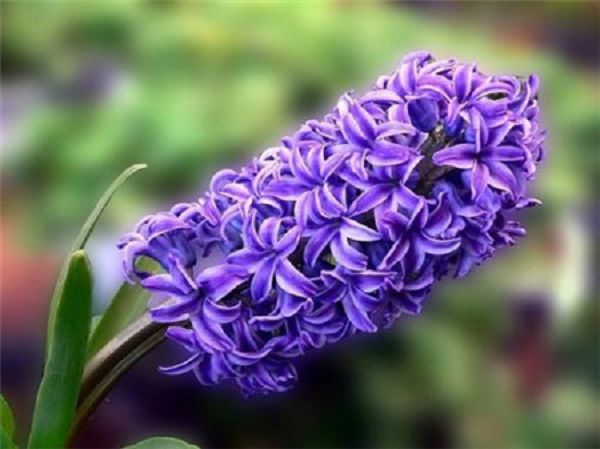 Common summer dormant flowers