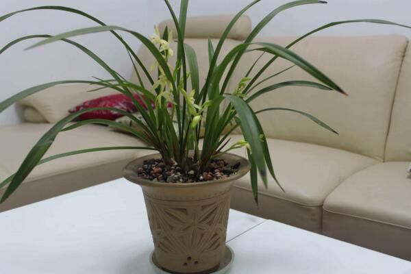 When is the best time for orchids to split? spring and autumn is the best time.