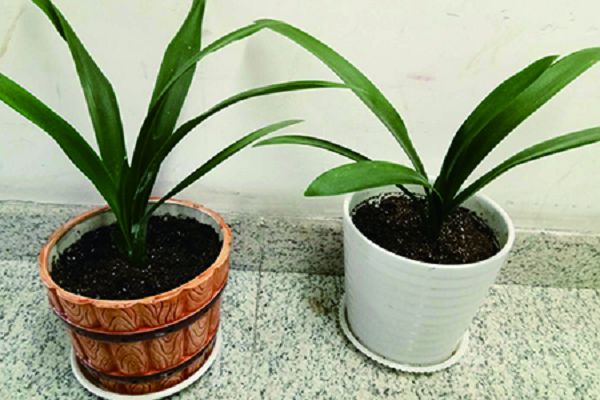 How big a basin does a gentleman orchid like and how to change it