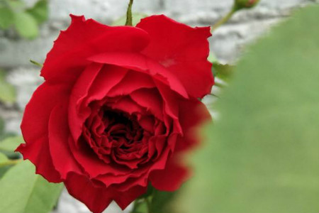 The flower language of the legendary red rose, what does the flower language of rose mean?