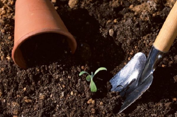 How to prepare flower culture soil by yourself