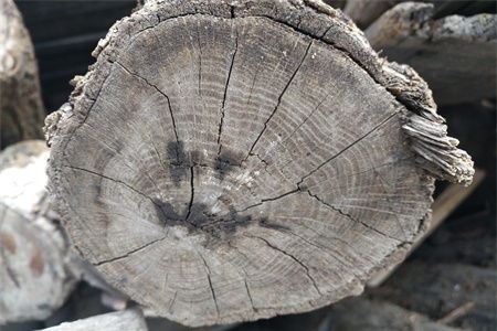 What is the direction of the tree ring, and what can the ring tell us?