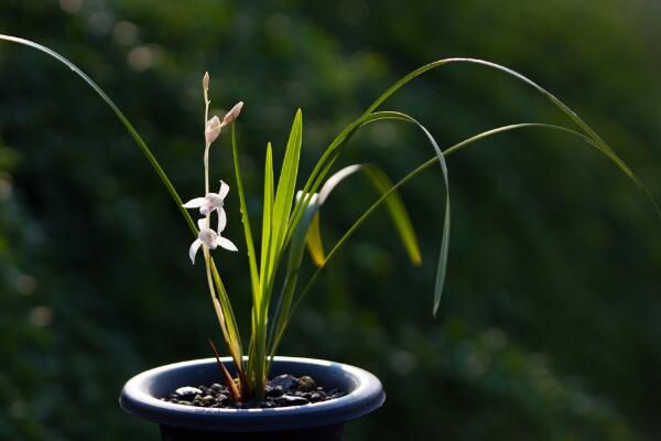 Orchids are watered once a few days in summer. Normally, they need watering every day.