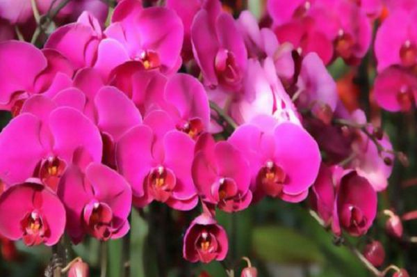 Which is more expensive, Phalaenopsis or Phalaenopsis?