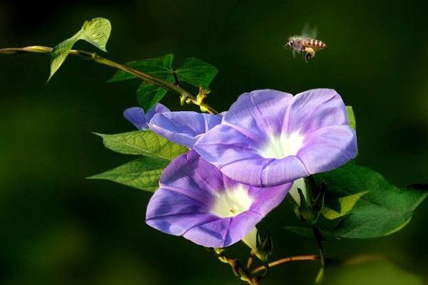 What are the flowers that climb the vine?