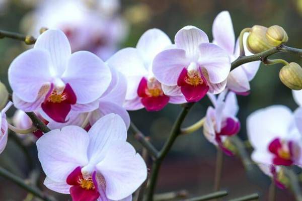 These are some orchid farming techniques to master