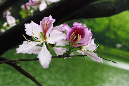 Will the bauhinia bear fruit? an introduction to the bauhinia