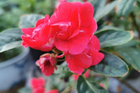 How long is the flowering period of impatiens?