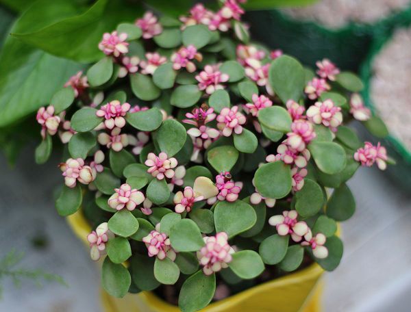 Flowers with strong vitality can grow all over the pot as soon as they are raised.