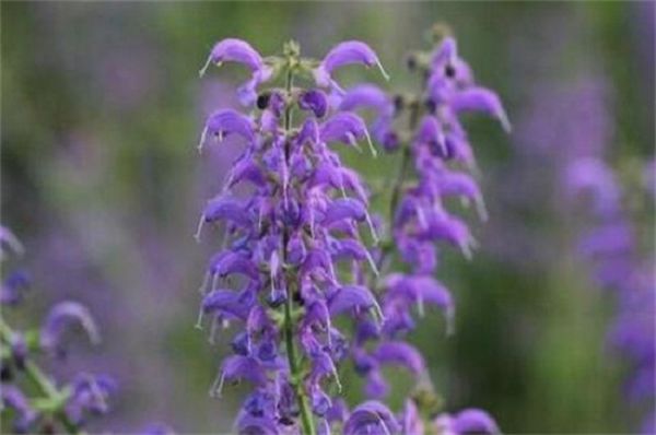 What are the perennial flowers? take an inventory of ten common perennial flowers