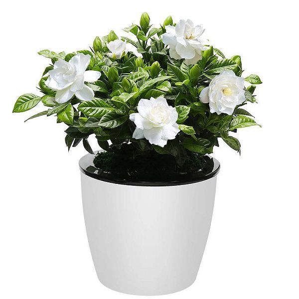 Raise gardenia to learn these three tricks, no yellow leaves, no flowers and bones, vigorous growth.