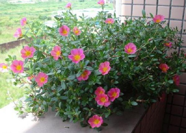 When the cuttings were soaked in self-made rooting water, the root system of white flower had a high success rate.