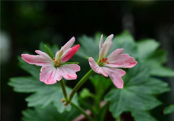 How to choose the right fertilizer for flowers