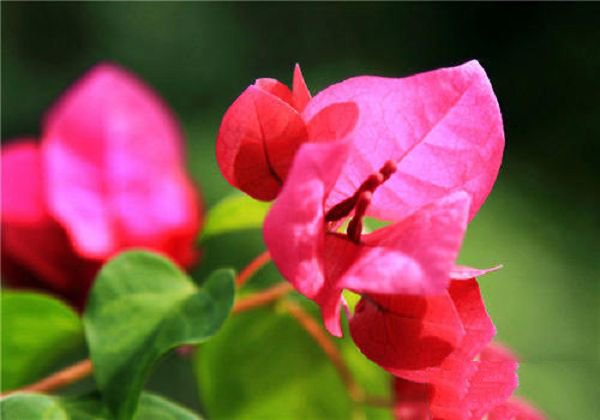 How to raise flowers in the south in the north of China